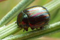 Chrysolina americana