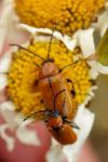 Exosoma lusitanicum