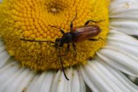 Pseudovadonia livida