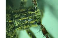Mesosa nebulosa