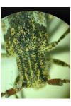 Mesosa nebulosa