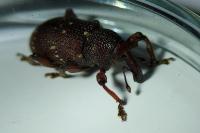 Hylobius transversovittatus