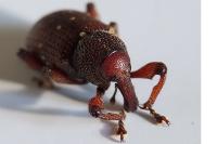 Hylobius transversovittatus