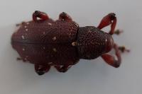 Hylobius transversovittatus