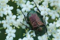 Gnorimus nobilis