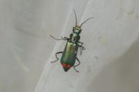 Malachius bipustulatus