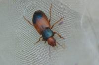 Diachromus germanus