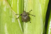 Mononychus punctumalbum