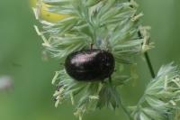 Chrysolina bankii