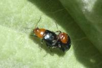 Podagrica fuscipes