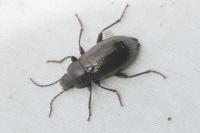 Stenomax aeneus
