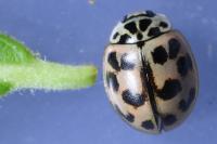 Oenopia conglobata