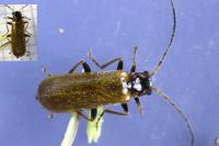 Rhagonycha nigriventris