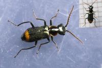 Axinotarsus marginalis