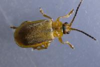 Galerucella