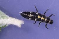 Propylea quatuordecimpunctata