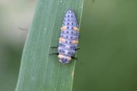 Coccinella septempunctata