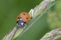 Coccinella septempunctata