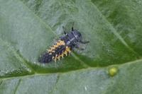 Harmonia axyridis