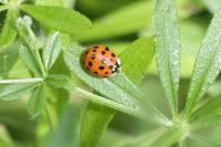 Harmonia axyridis