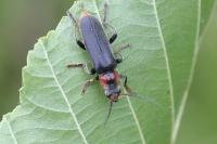 Cantharis fusca