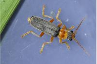 Cantharis lateralis