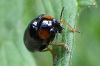 Smaragdina aurita