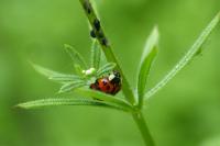 Harmonia axyridis
