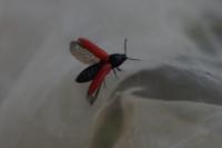 Ampedus