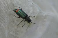 Malachius bipustulatus