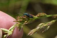 Oedemera nobilis