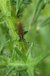 Agapanthia dahli