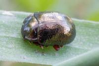 Chrysolina bankii