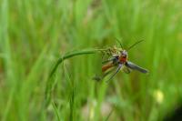 Cantharis fusca