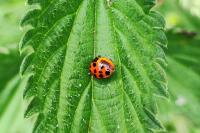 Harmonia axyridis