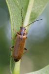 Rhagonycha nigriventris