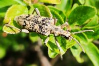 Rhagium sycophanta