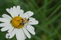 Rutpela maculata