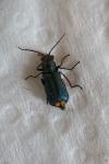 Clanoptilus elegans