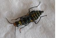 Clanoptilus elegans