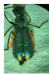 Clanoptilus elegans