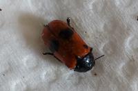 Clytra laeviuscula