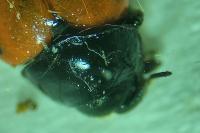 Clytra laeviuscula