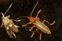 Cantharis rufa