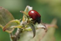 Chrysomela populi