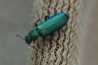 Psilothrix viridicoerulea