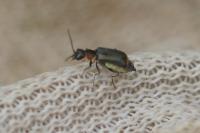 Axinotarsus marginalis