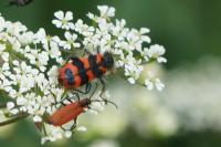 Trichodes alvearius