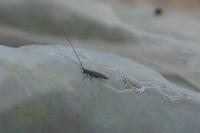 Calamobius filum