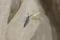 Calamobius filum